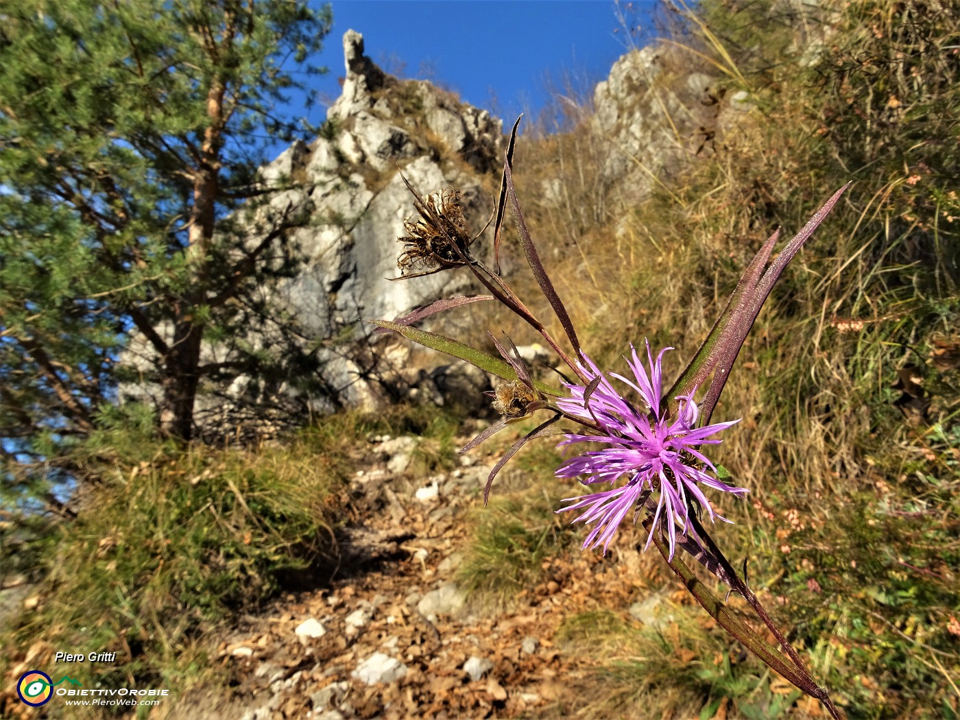 05 Sul tratto alto del sentiero 594, ripido ed  impegnatvo,  i fiori resistono.JPG